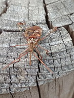 Punaise americaine - Leptoglossus occidentalis (ph. Mrugala F., Ardeche, 08-2020)(3)